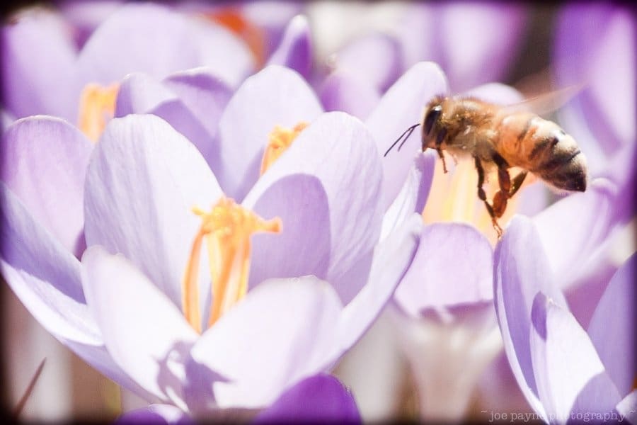 A close-up of a bee in mid-flight approaching light purple crocus flowers with yellow-orange stamens, set against a softly blurred floral background, captures the vibrant beauty of spring at the ima.