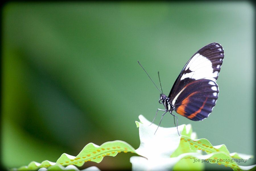 Butterflies-3
