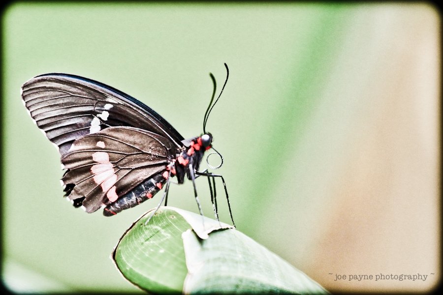 Butterflies-5