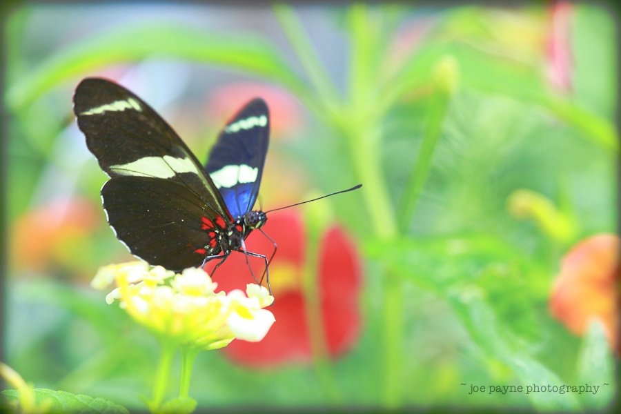 Butterflies-9