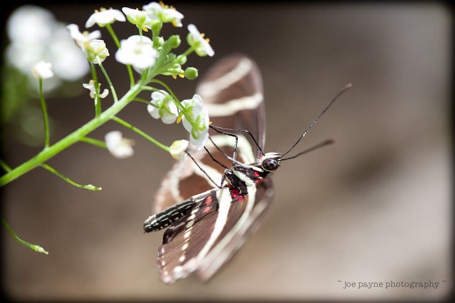 A zebra longwing butterfly is perched on a small white flower, capturing sunlight on its wings. The background is blurred, highlighting the butterflys delicate features and the slender green stem.