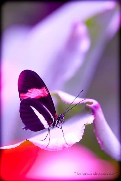 A colorful butterfly with black wings and striking pink and white patterns rests on a vibrant, flower petal. The background is softly blurred, highlighting the butterflys delicate features.