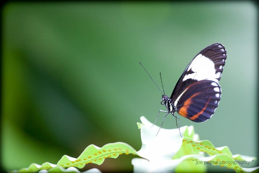 A black and white butterfly with orange accents sits on the edge of a green, wavy leaf against a blurred green background.