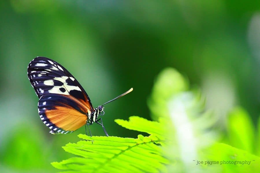 A vibrant butterfly with black, white, and orange markings rests on a green fern leaf against a blurred green background.