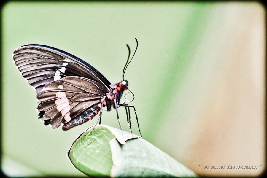 A black butterfly with white and red markings rests on a green leaf. The background is softly blurred, highlighting the intricate details of the butterflys wings and body.