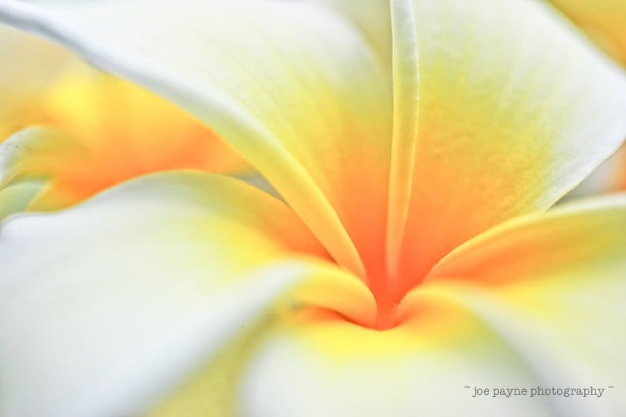 Close-up of a white and yellow plumeria flower, showcasing its soft petals and a vibrant orange center. The soft focus emphasizes the delicate texture and gentle gradient of colors.