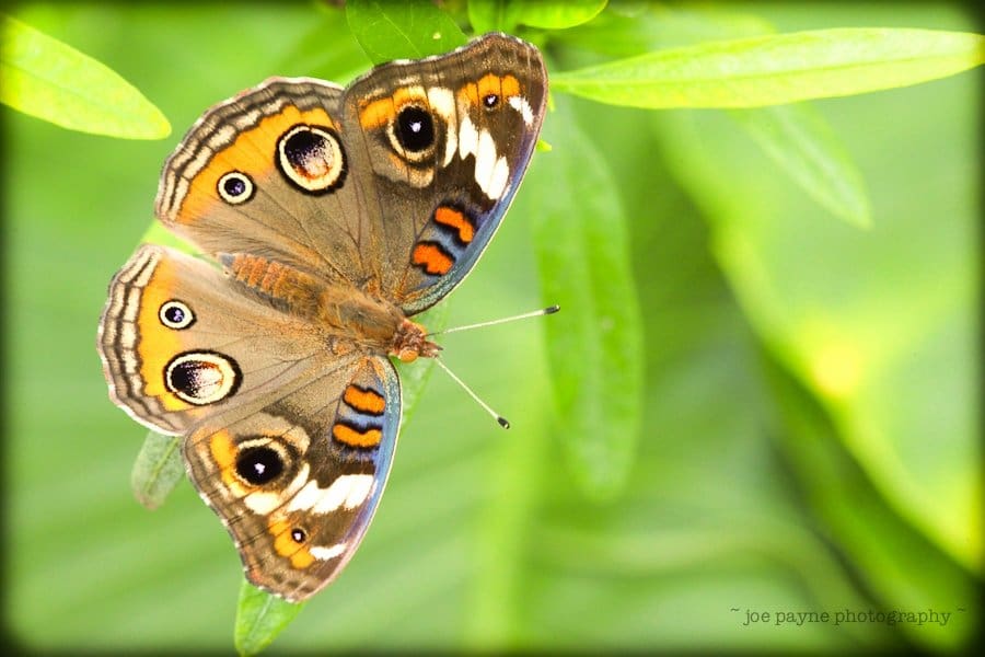 A butterfly with intricate orange, brown, and black patterns on its wings, featuring eye-like spots, is perched on green leaves. The background is a soft blur of greenery.
