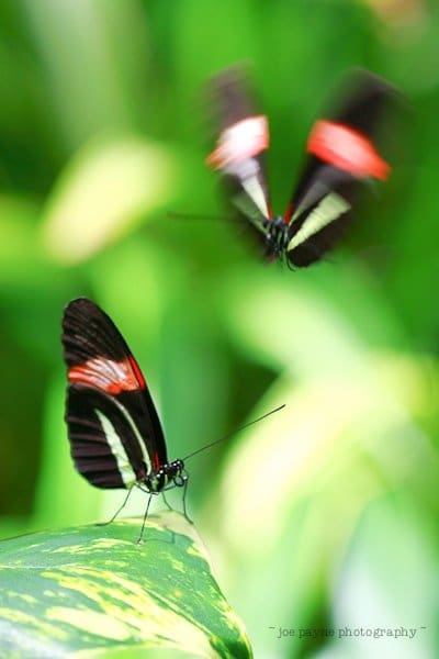 Two black butterflies with vibrant red and white markings. One is perched on a green leaf, while the other flutters above, set against a blurred green background.