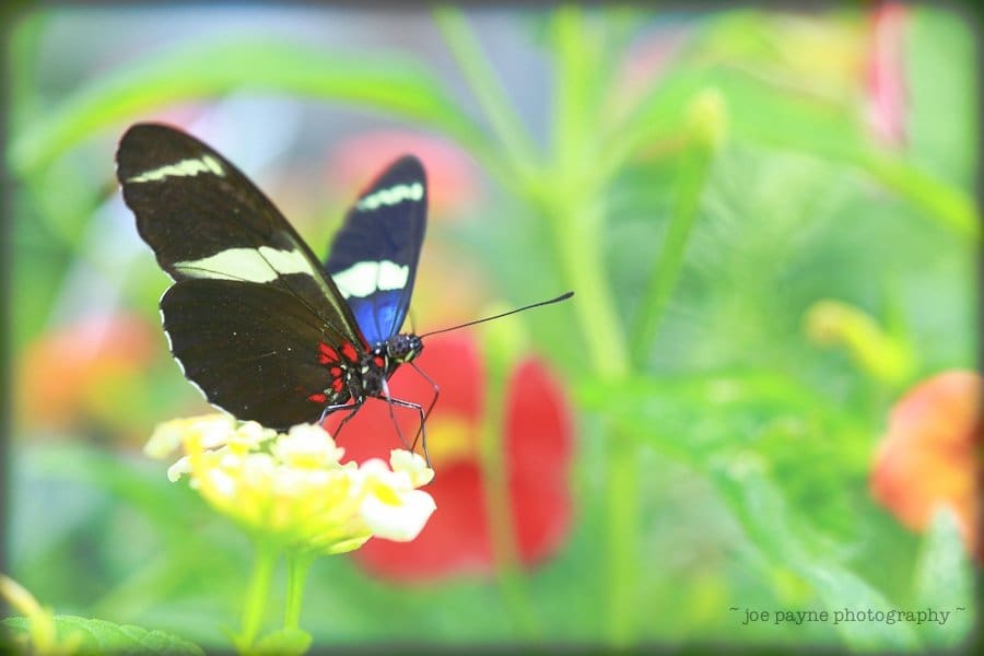 A black and green butterfly with red spots perches on a small, light yellow flower. The background is blurred with green foliage and hints of red flowers, creating a vibrant, natural setting.