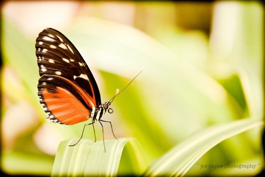 Close-up of a butterfly with black and red wings, sitting on a green leaf. The background is softly blurred with shades of green and beige.