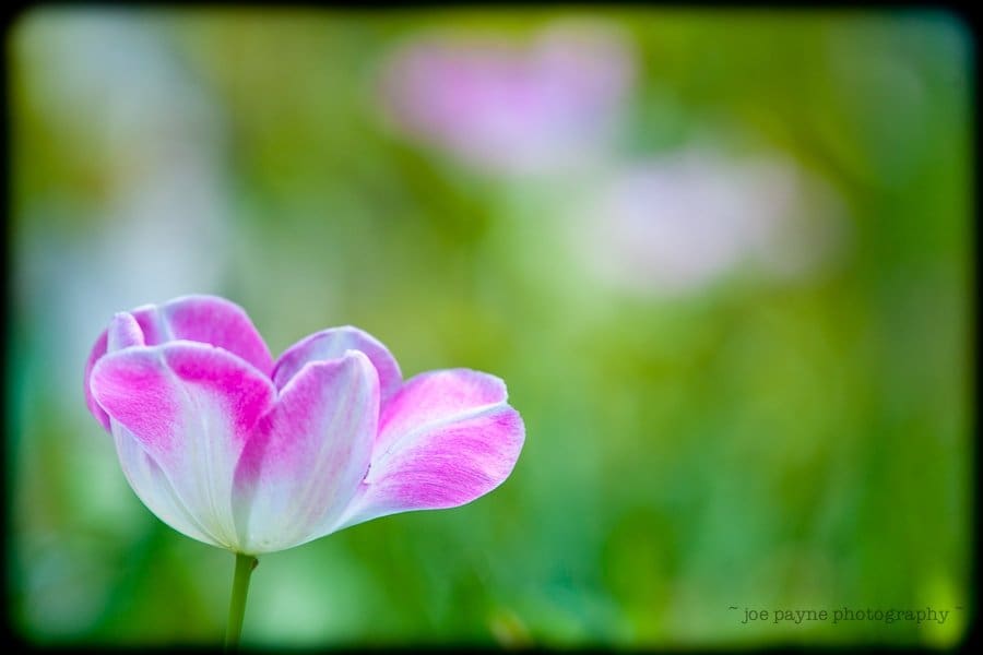 Close-up of a single pink and white tulip in bloom, set against a blurred green background. The petals display a delicate gradient of colors, highlighting their soft texture and elegant shape.