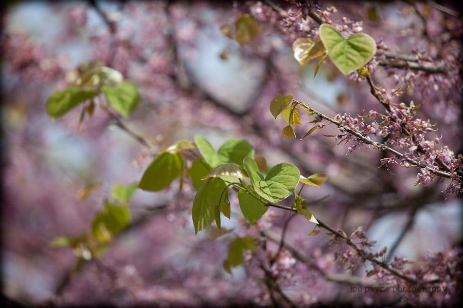 Close-up of a tree branch with green heart-shaped leaves and small pink blossoms. The background is softly blurred, creating a bokeh effect with more branches and flowers out of focus.