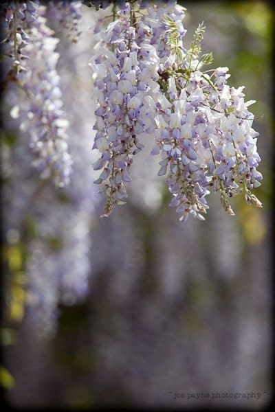 Close-up of cascading clusters of purple wisteria flowers in full bloom, hanging gracefully against a blurred green and purple background. The delicate petals create a serene and elegant atmosphere.