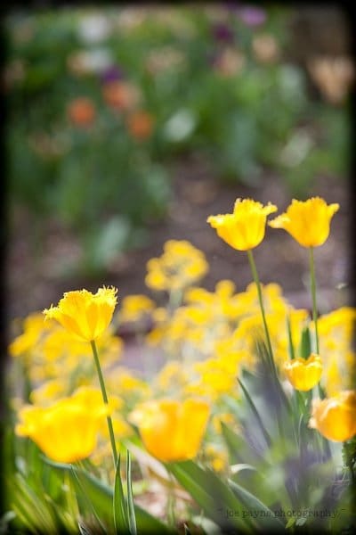 A cluster of bright yellow tulips with fringed petals in soft focus, set against a blurred background of greenery and other colorful flowers in a garden setting.