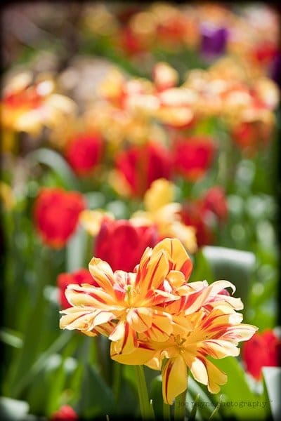 A vibrant field of tulips with a focus on a cluster of yellow tulips with red stripes in the foreground. The background is blurred, showcasing red and green hues.