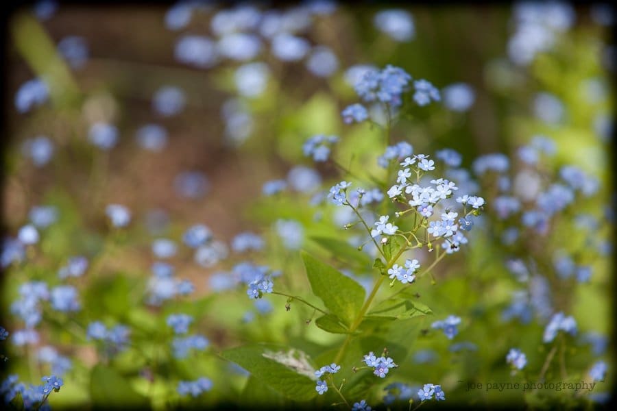 Close-up of delicate blue flowers with small petals, surrounded by green leaves. The background is blurred, focusing on the vibrant blossoms in the foreground.