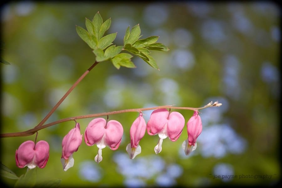 Close-up of a branch of pink and white bleeding heart flowers hanging downward against a soft-focus green and blue background.