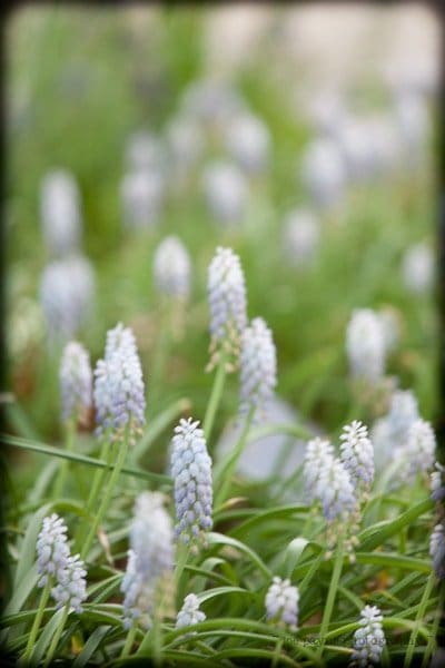 Close-up of pale blue grape hyacinths blooming among green leaves. The flowers are clustered on tall, slender stems, creating a field of delicate blossoms against a blurred background.
