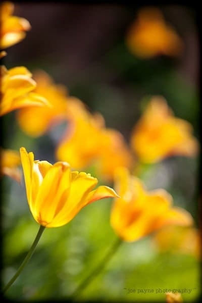 Bright yellow flowers with orange accents are in bloom, standing against a blurred green background. The petals are slightly curved, capturing sunlight and casting gentle shadows. The overall scene conveys a sense of warmth and springtime.
