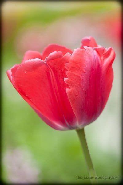 Close-up of a vibrant red tulip with delicate, fringed petals against a softly blurred green background. The flower is in full bloom, showcasing its rich color and texture.