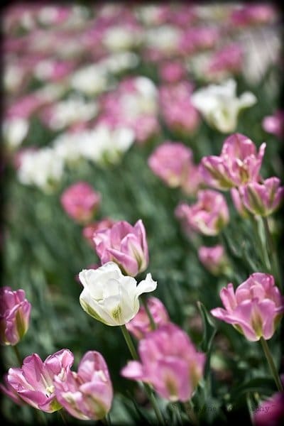 A vibrant field of tulips in full bloom, with a mix of white and pink flowers. The image focuses on the foreground cluster of tulips, creating a soft blur of similar flowers in the background.