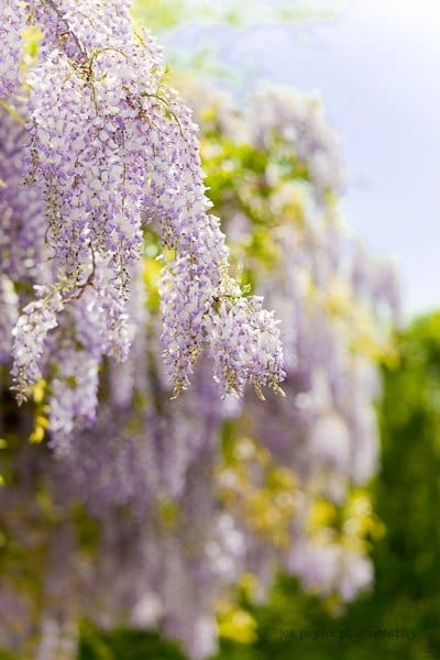 Close-up of cascading purple wisteria blooms against a backdrop of blurred greenery and blue sky. The flowers form delicate, hanging clusters, creating a serene and vibrant scene.