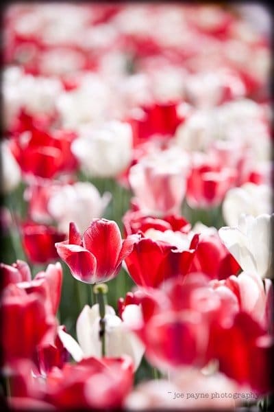 A vibrant field of tulips showcases a mix of red and white blooms under soft sunlight, with one red tulip prominently in focus amid a blurry background, creating an impression of depth and serenity.
