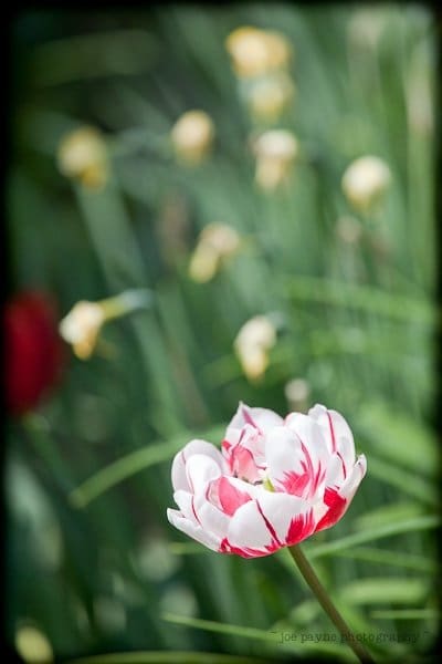 A red and white tulip in full bloom stands out against a background of blurred green leaves and yellow flowers.