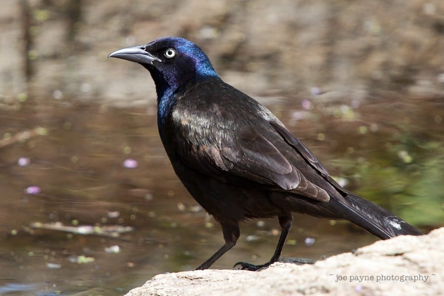 A black bird with iridescent blue feathers on its head and neck stands on a rock near water. The birds shiny plumage reflects the light, highlighting its sleek appearance. Small pink flowers are scattered on the ground in the background.