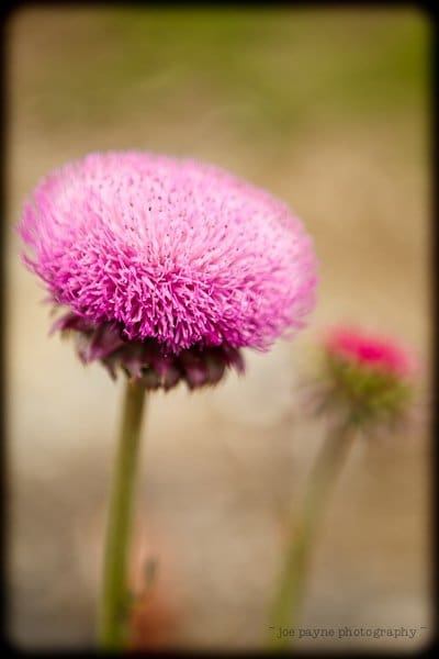 Close-up of a vibrant pink thistle flower in bloom, with a blurred background. The fuzzy texture of the flower head contrasts with its green stem. A second, out-of-focus thistle is visible in the background.