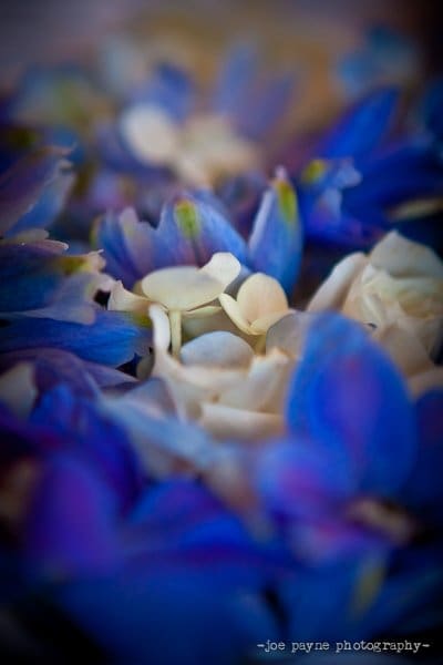 Close-up of a cluster of vibrant blue and white petals, softly focused, creating an abstract and delicate floral composition.