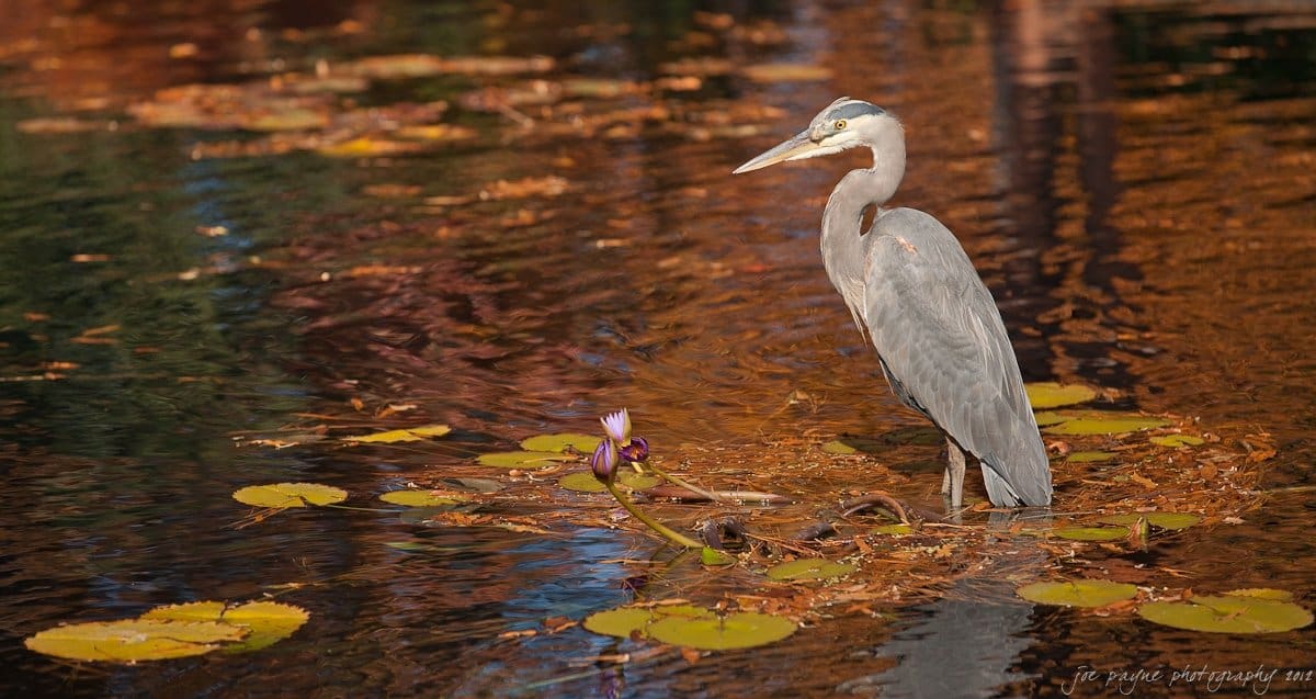 A heron stands gracefully on a patch of lily pads in a pond, surrounded by water reflecting autumn colors. A single purple water lily blooms nearby. The scene captures a serene, natural setting.
