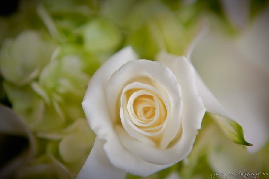 Close-up of a white rose in full bloom surrounded by soft-focus green leaves. The petals are elegantly curved, creating a delicate central spiral. The background is softly blurred, accentuating the flowers purity and freshness.