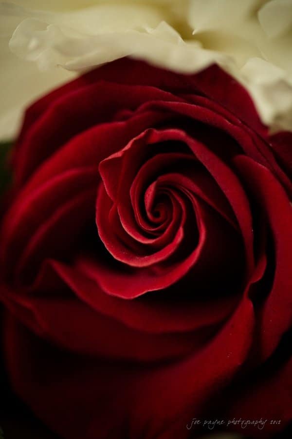 st. francis and angus barn raleigh wedding photography ~ thelsa and philip Close-up of a red rose with tightly curled petals, creating a spiral pattern at the center. The rich red color contrasts with a soft, blurred background.