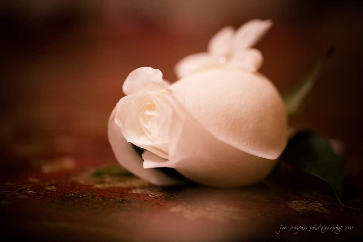A close-up of a single white rose with a soft focus background. The rose is resting on a textured red surface, with a few green leaves partially visible.