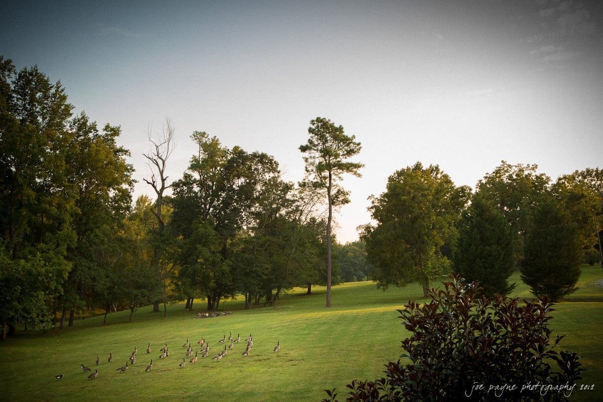 barn at valhalla, chapel hill wedding photography ~ allegra and chris A peaceful park scene with a flock of geese grazing on a well-maintained grassy area. The background features a variety of tall trees under a clear sky, creating a serene atmosphere.