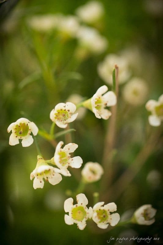 barn at valhalla, chapel hill wedding photography ~ allegra and chris Close-up of small, creamy white flowers with green centers and speckled petals, against a blurred green background. The image is soft and captures the delicate nature of the blossoms.
