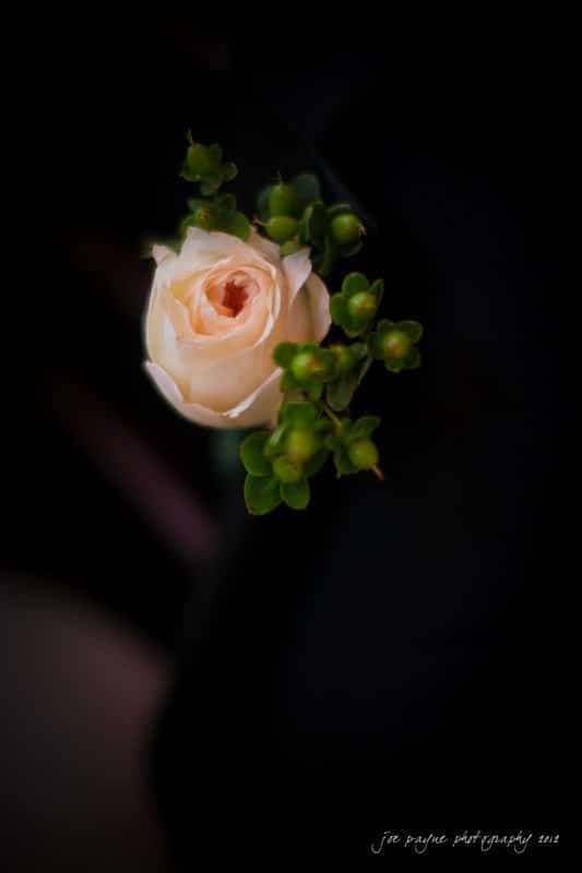 A white rose bud is surrounded by small green leaves, set against a dark, blurred background.