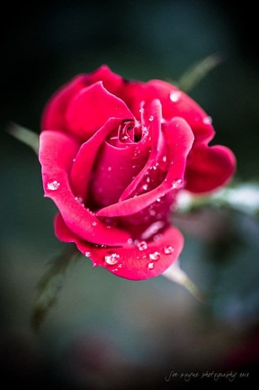 Close-up of a red rose with delicate water droplets on its petals, set against a soft, dark background.