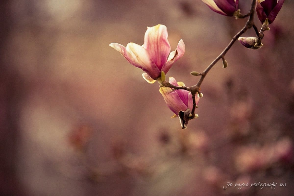Close-up of a pink magnolia flower in bloom against a blurred background of soft brown and pink hues. The delicate petals display gentle gradations in color, creating a serene and elegant atmosphere.