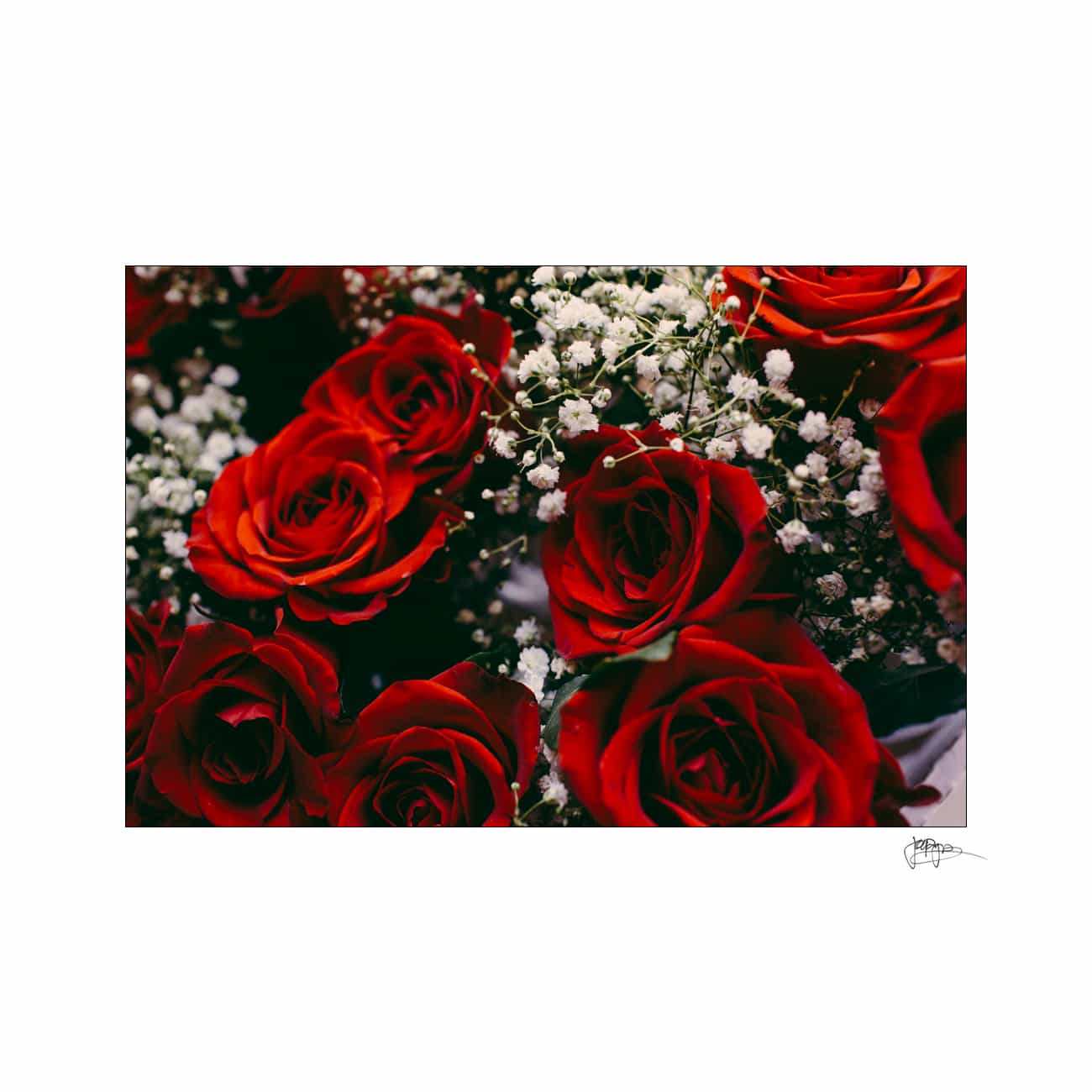 A close-up of vibrant red roses surrounded by delicate white babys breath flowers, creating a striking contrast. The arrangement is dense and elegantly fills the frame, highlighting the rich red petals and the tiny clusters of white blossoms.