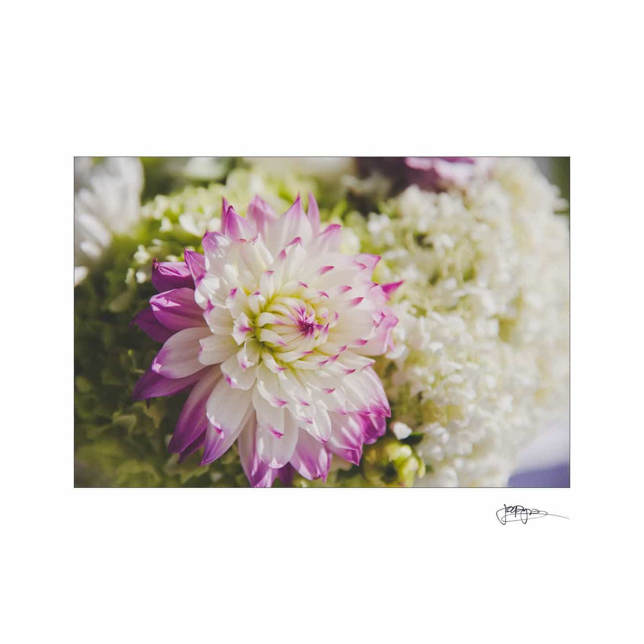A close-up of a dahlia flower with white petals tipped in pink, set against a blurred background of lush green foliage. The flower is in sharp focus, showcasing its delicate petal structure.