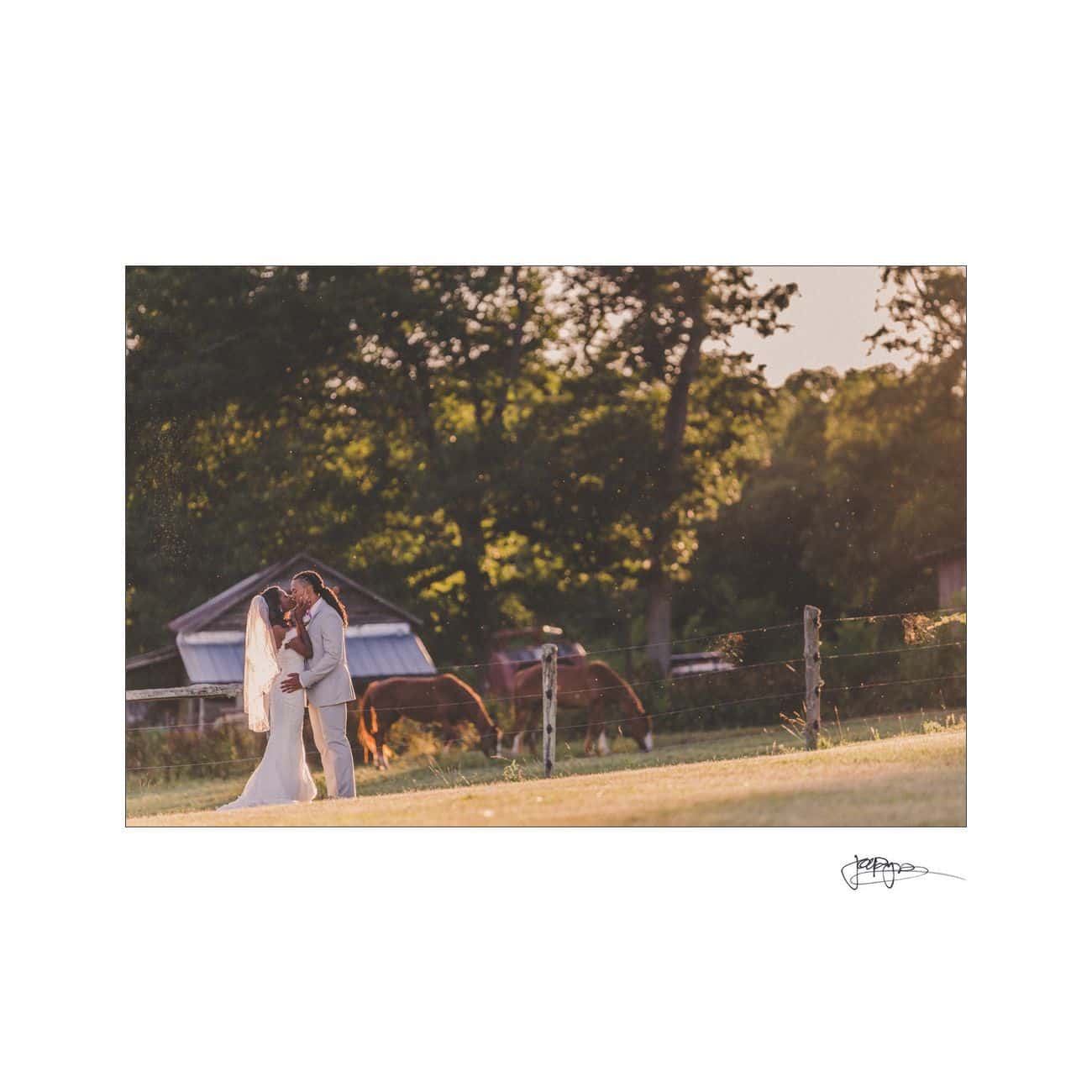 A couple embraces in a sunlit field, with a barn and horses in the background. The bride wears a veil, and the groom is in a light suit, creating a romantic countryside scene.