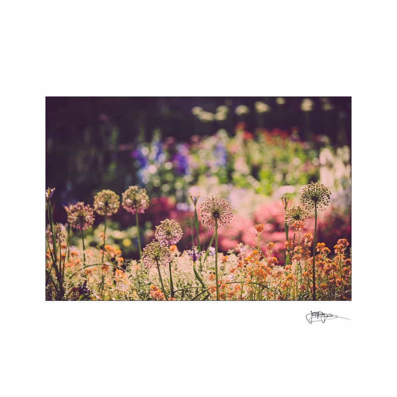 A vibrant garden scene showcasing a variety of colorful flowers, including tall alliums and other blooms, bathed in warm sunlight. The background is softly blurred, highlighting the lush and lively atmosphere.