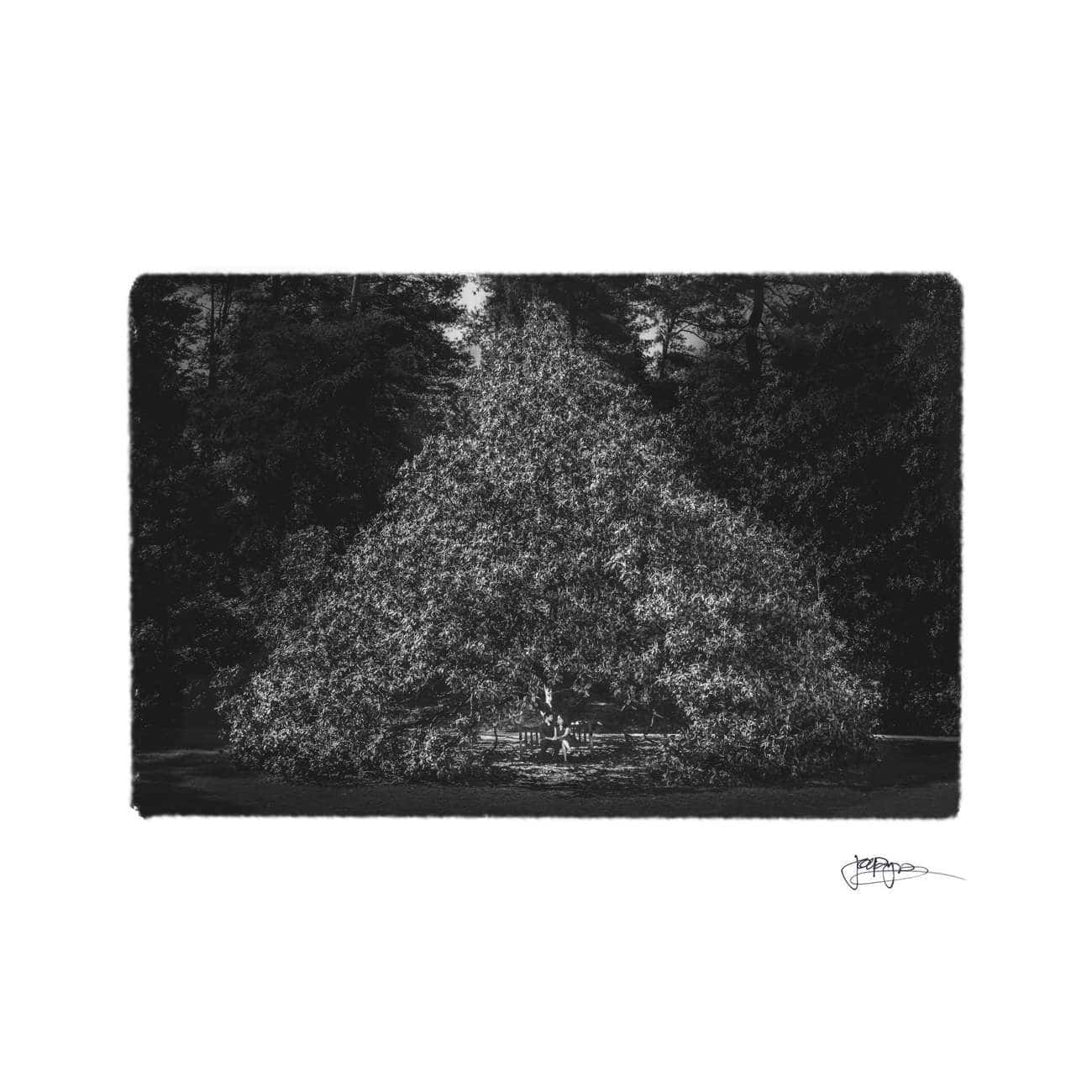 A black and white image of a large, dense tree with a pointed shape, set against a dark forest background. Theres a small person with a dog, sitting on a bench beneath the tree. A signature is visible in the bottom right corner.