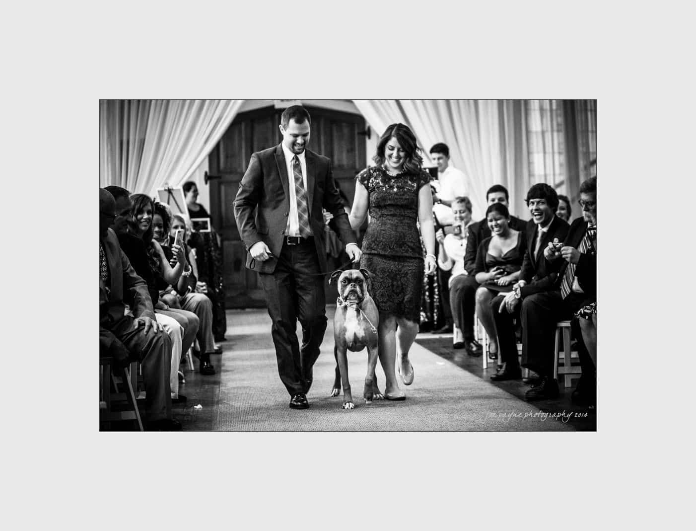wilmington wedding photographer - nichole & eric A black and white photo showing a man and woman walking a dog down the aisle at a wedding ceremony. Guests are seated on either side, smiling and watching.