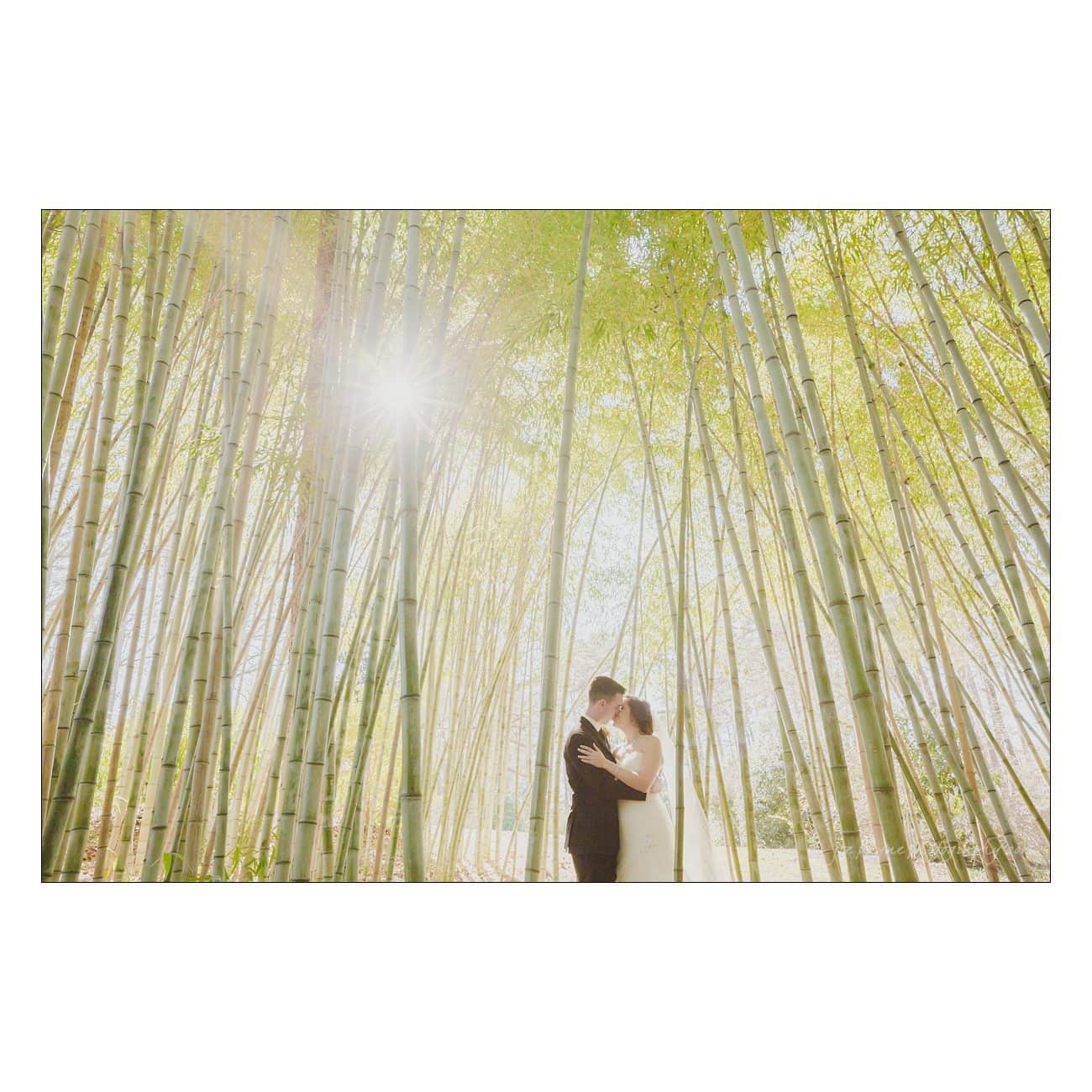 A couple embraces in a serene bamboo forest, lit by the soft glow of sunlight filtering through the trees, creating a dreamy, romantic atmosphere.