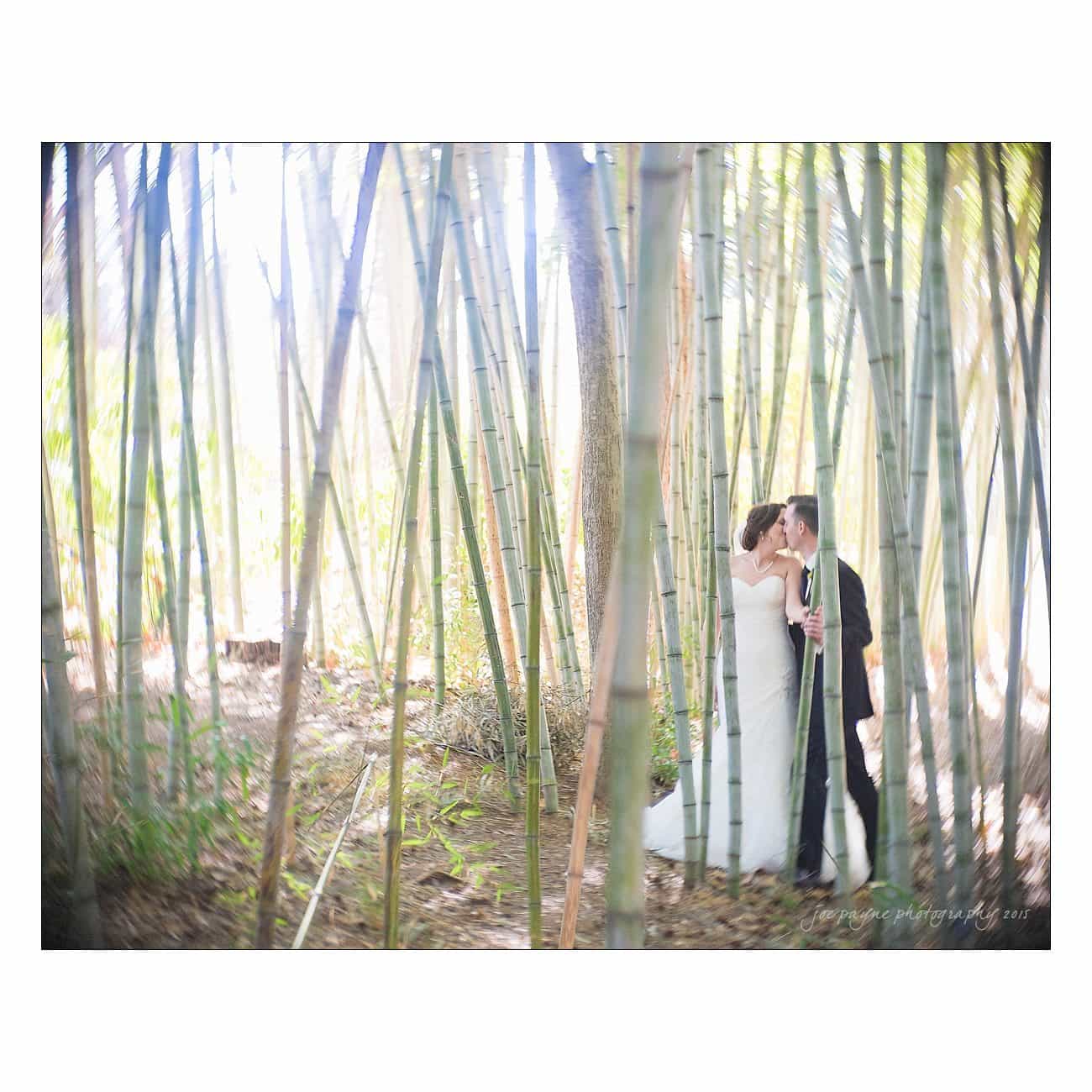 A couple kisses in a bamboo grove, with sunlight filtering through the tall stalks. The bride wears a white gown, and the groom is dressed in a dark suit, creating a romantic and serene atmosphere.