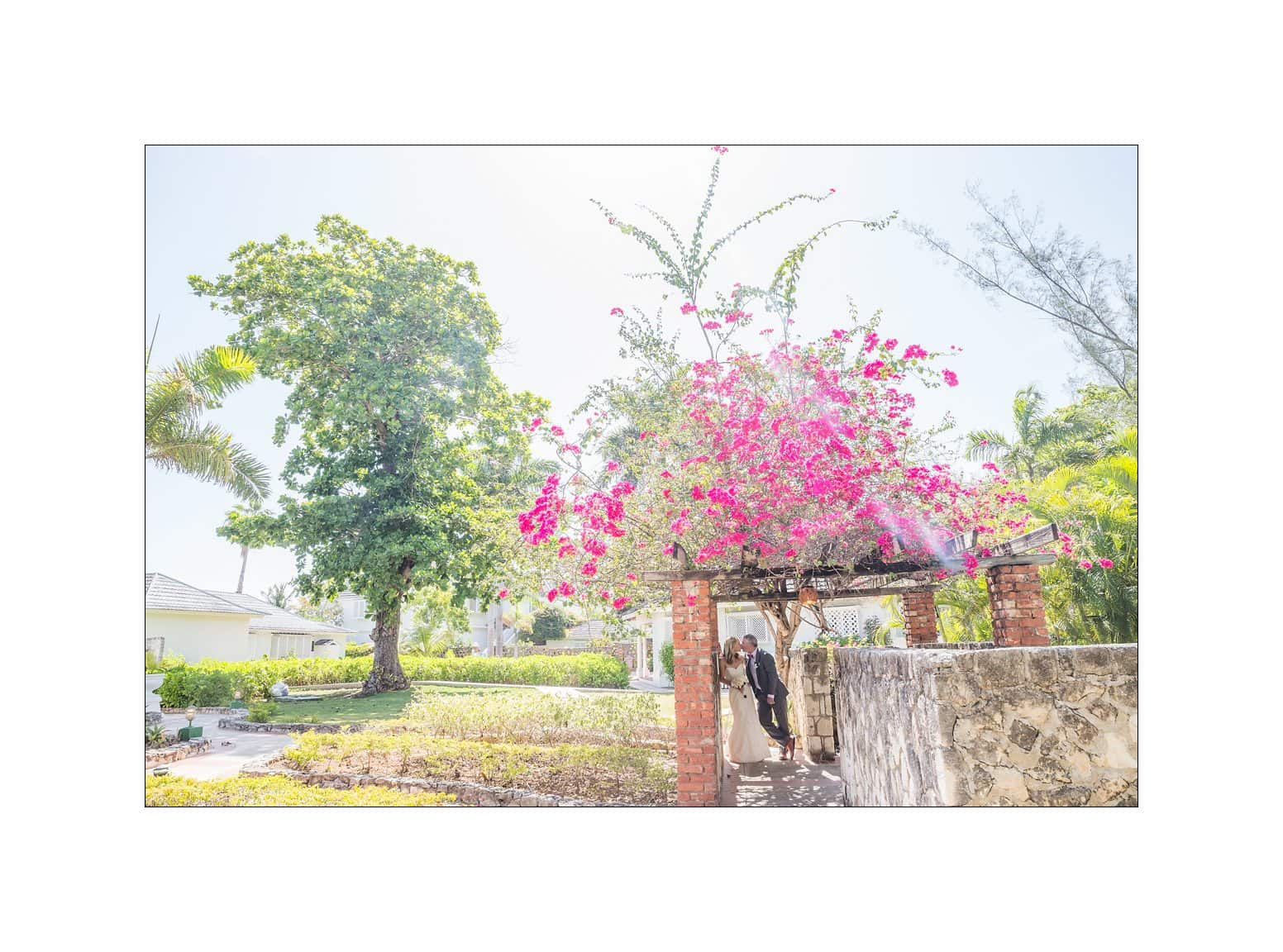 half moon montego bay wedding photography - leah & evan A bride and groom stand under a floral archway covered in pink flowers and leafy vines. They are surrounded by lush greenery and palm trees, bathed in bright sunlight. The scene is idyllic and serene, with a sense of joy and celebration.