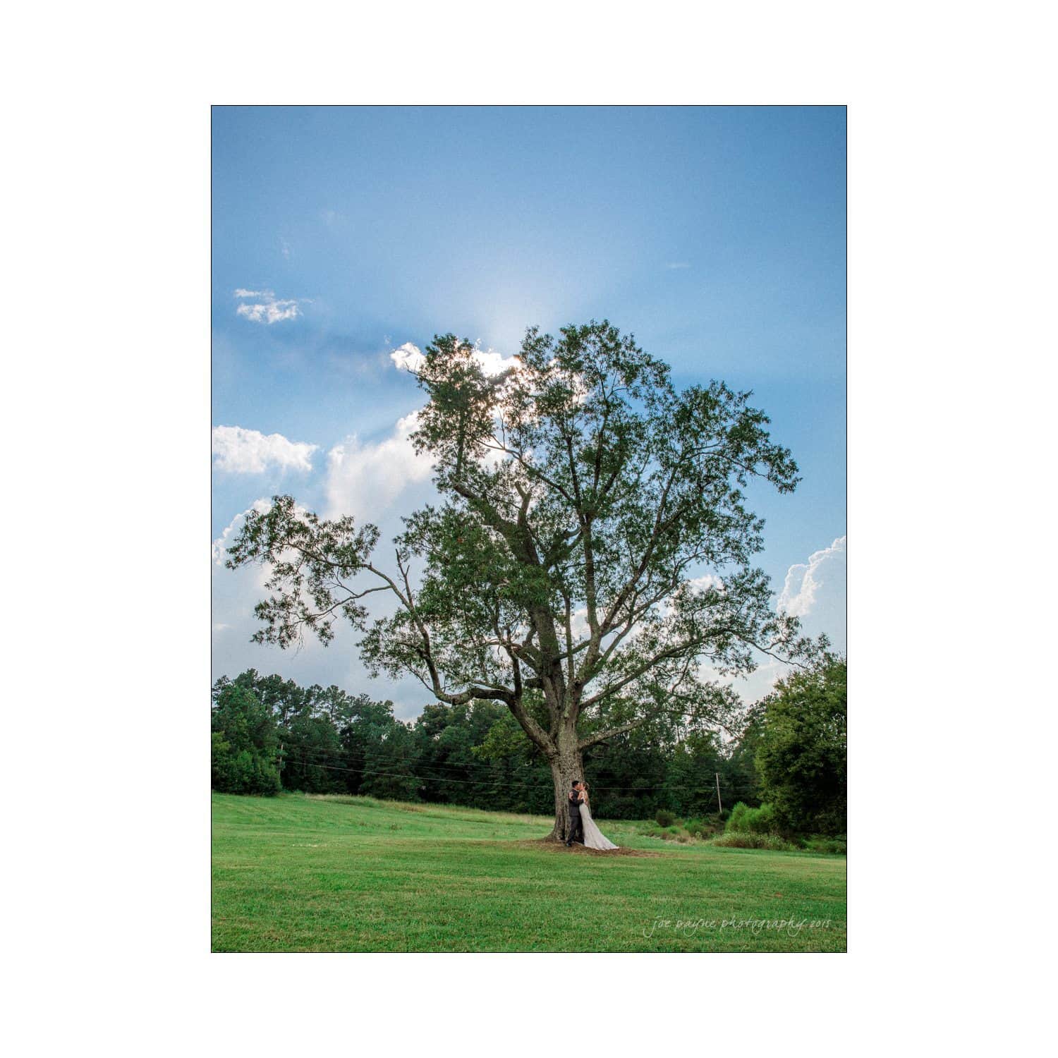chapel hill wedding photography - nicole & wayne A large tree stands alone in a grassy field under a clear blue sky with scattered clouds. Sunlight filters through the leaves, creating a peaceful and serene atmosphere.